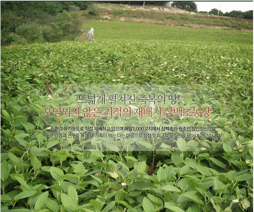 녹보환 50g